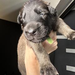 Belgian Tervuren Puppies from Moonlight Tervuren