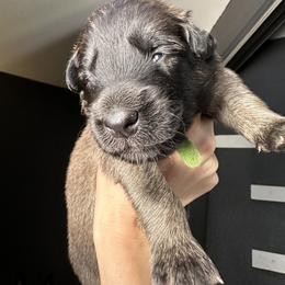 Belgian Tervuren Puppies from Moonlight Tervuren