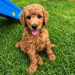 Mikey - Apricot male Goldendoodle puppy in Willacoochee, Georgia from Kitandkboodle's Doodles