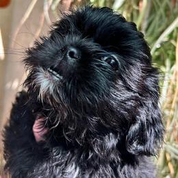 Buster - Black and white male Shih Tzu puppy in Victorville, California from Precioustzus