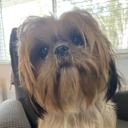 Dannette - Shih Tzu