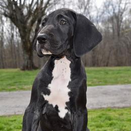 Basil Hayden - Black and white female Great Dane puppy in Chapmansboro, Tennessee from Balthrop Bend Farms