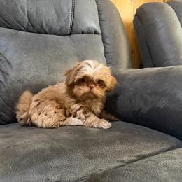 Lucy - Liver and white female Shih Tzu puppy in Running Springs, California from Amanda's Shih Tzus