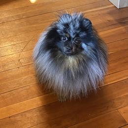 Blue - Blue merle female Pomeranian puppy in Delta Junction, Alaska from Princess’s Pomeranians