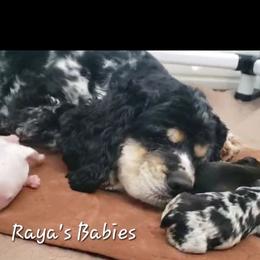 Cockapoo puppies from Robbin's Treasures