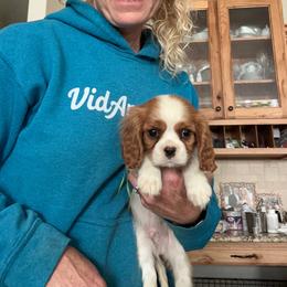 William - Blenheim male Cavalier King Charles Spaniel puppy in Honeyville, Utah from Mike and Brandice Brown Performance Animals