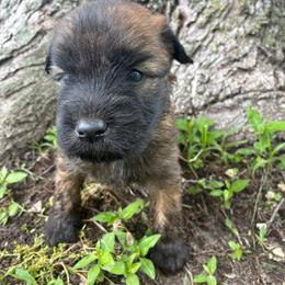 Gus - Wheaten male Soft Coated Wheaten Terrier puppy in Nokomis, Illinois from Windhill Wheatens