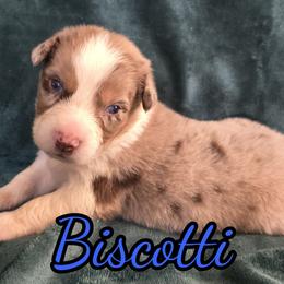 Biscotti - Red merle male Australian Shepherd puppy in Albion, Michigan from Northern Lights Aussies (NL Aussies)