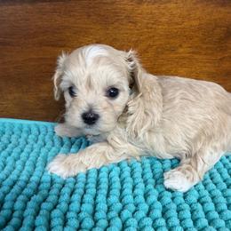 Pamela - Champagne female Maltipoo puppy in Lawrenceburg, Tennessee from LUV Poodles and Maltipoos
