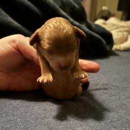 Boy 1 - male Poodle puppy in Sherman, Texas from Ruth’s Poodles