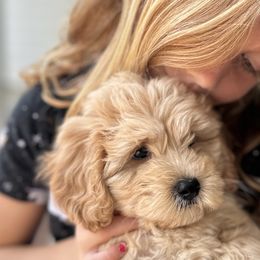 Cavapoos, Havanese, Havapoos, and Poodles from West Cobb Dogs