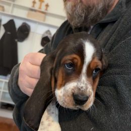 Basset Hound and Labrador Retriever Puppies from Porter Kennels