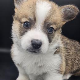 Otis - White and red male Pembroke Welsh Corgi puppy in Tomball, Texas from Larsen Loved Corgis