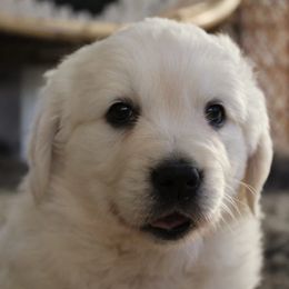 Golden Retriever Puppies from Sweet Breeze Acres