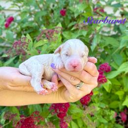 Starburst - Yellow and white female Bernedoodle puppy in Midland, Michigan from Northern Charm Farm