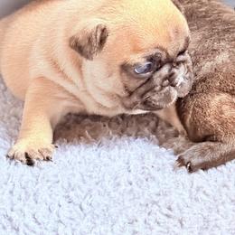 American Bully and French Bulldog Puppies from Bolt Action Kennel