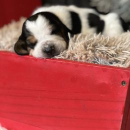 Clove - Black brown and white male Basset Hound puppy in Lone Jack, Missouri from Wee Little Bassets