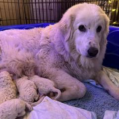 Maremma Sheepdog puppies from Hope's Farm
