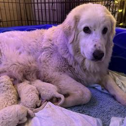 Maremma Sheepdog puppies from Hope's Farm
