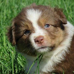 Australian Shepherd Puppies from Parsons Australian Shepherds