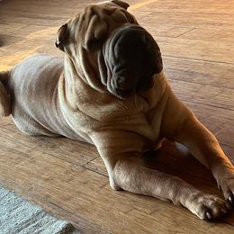 Sam - Chinese Shar-Pei