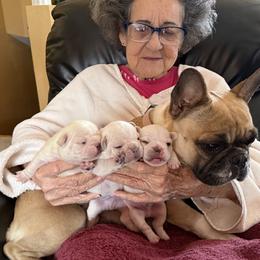 French Bulldogs from RMS Acres