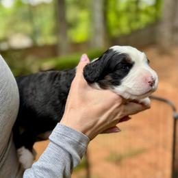 Girl 1 - Tri-color female Bernedoodle puppy in Sugar Hill, Georgia from Deep Creek Doodles