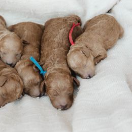 Cavapoo and Poodle Puppies from Puppy Buddy USA