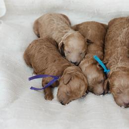 Cavapoo and Poodle Puppies from Puppy Buddy USA