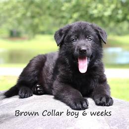 2nd Pick male - Black male German Shepherd puppy in Elkmont, Alabama from Oakmont Shepherds