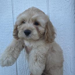 Cavapoo and Cockapoo Puppies from The Barkery
