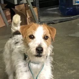 Juice - Jack Russell Terrier