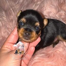Poppy - Black and tan female Yorkshire Terrier puppy in Riverside, California from Heaven_sent_toy_yorkies