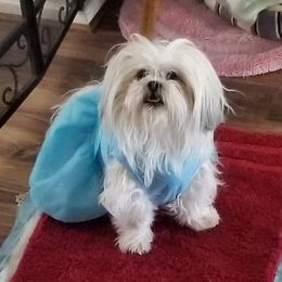 Shih Tzu Puppies from Snowhisper Shih Tzu
