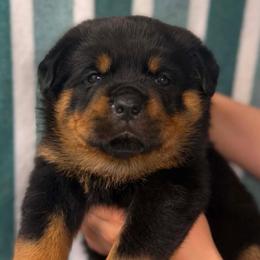 Second Pick Female - Black and mahogany female Rottweiler puppy in Fredericktown, Missouri from Obsessions Rottweiler