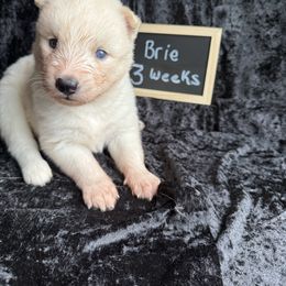 Brie - White female Siberian Husky puppy in Southampton, New Jersey from First Frost Kennels