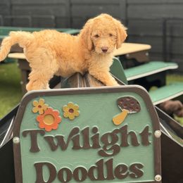 Shore - Apricot male Goldendoodle puppy in Garland, Texas from Twilight Doodles
