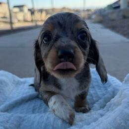 Female Black And Tan Dapple - Dapple female Dachshund puppy in El Paso, Texas from InnerVision K9 & Dachs