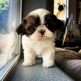 Shih Tzu Puppies from The Family Shih Tzu