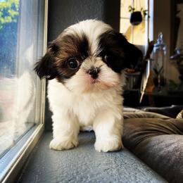 Shih Tzu Puppies from The Family Shih Tzu