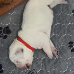 Red Collar - Yellow male Labrador Retriever puppy in Houston, Texas from Alpha English Labs