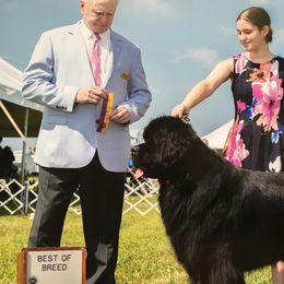 Newfoundlands from Paragon Newfoundlands