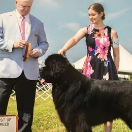 Newfoundlands from Paragon Newfoundlands