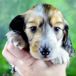 Journey - Cream male Dachshund puppy in Grants Pass, Oregon from Treasure Dachshunds