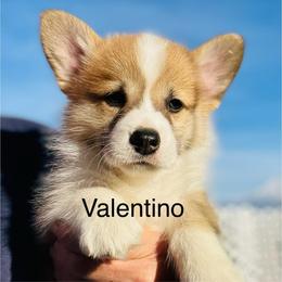 Valentino - Red male Pembroke Welsh Corgi puppy in Grenada, California from California Corgi Butts