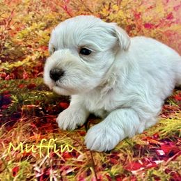 Muffin - White female Miniature Schnauzer puppy in Sylvania, Georgia from Southern Sky Miniature Schnauzers