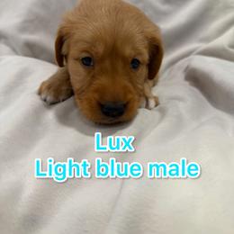 Boy 1 - Golden male Golden Retriever puppy in Salt Lake City, Utah from Soaring golden retrievers