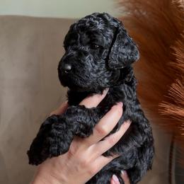 Autumn - Black female Goldendoodle puppy in Easley, South Carolina from Our Darling Doodles