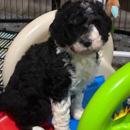 Laken - Tri-color female Bernedoodle puppy in Millsap, Texas from Gaston’s Posh Poodles and Doodles