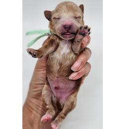 Enzo - Red  male Poodle puppy in Salem, Missouri from Meadowbrook Poodles
